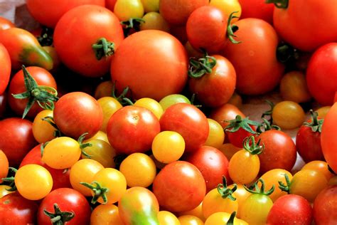 Totally tomatoes - 30 seeds. $3.85. 1/32 Ounce. $9.95. 90 Days. An excellent performer in both gardens and greenhouses. Plants are vigorous and produce ribbed, firm, fleshy fruits weighing up to 7 oz., with a delicious sweet flavor. Indeterminate.